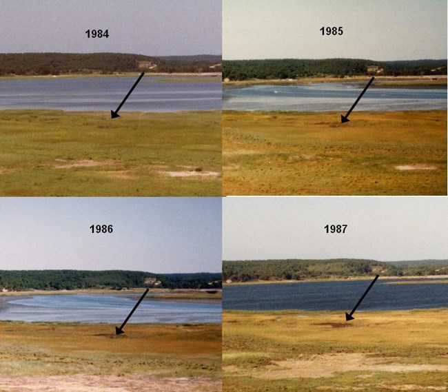 early low marsh losses