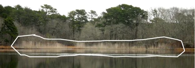 Herring Pond Phrag treated