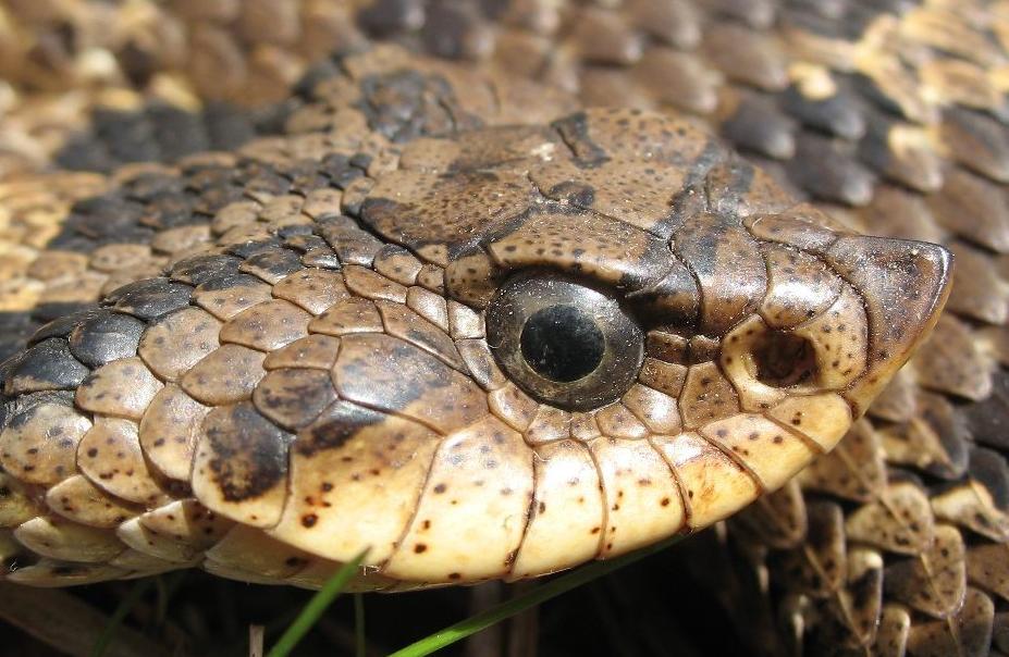 Hognose snake playing dead in a field