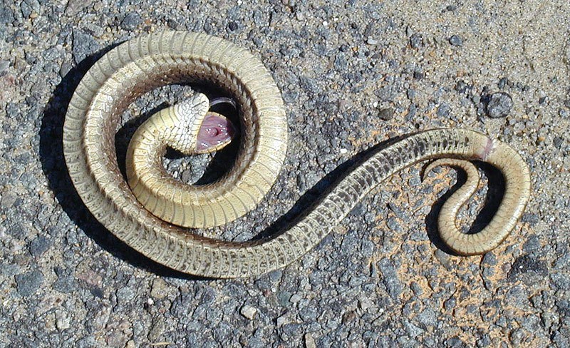 Hognose snake playing dead in a field