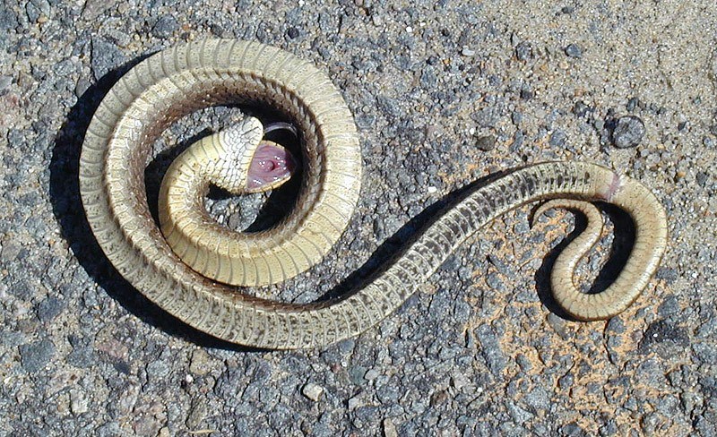 Eastern hog-nosed snake playing dead