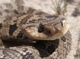 Hognose Snake