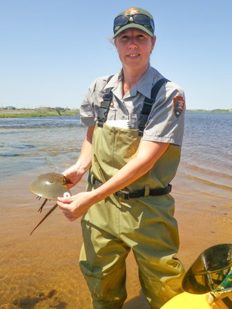 A National Park Service employee holds a tagged horseshoe crab which can be used to track their development.