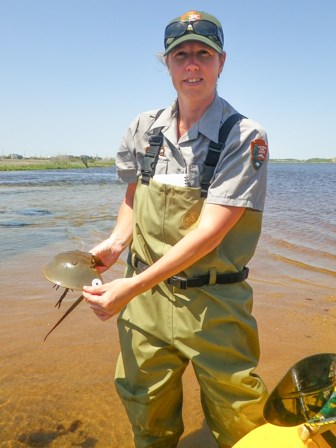 tagged horseshoe crab