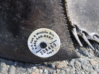 horseshoe crab tag