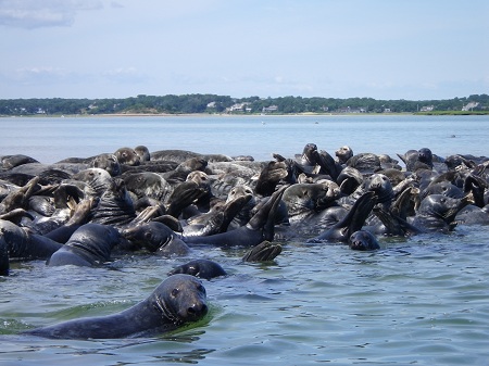 Harbor and Grey Seals Harbor and Grey Seals
