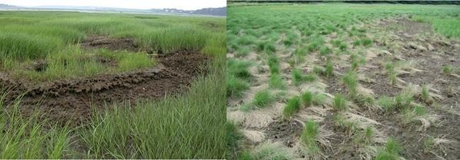 low vs high marsh dieback