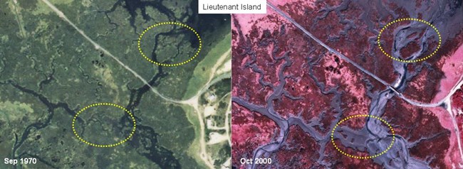 Marsh loss around Lt. Island (Wellfleet)