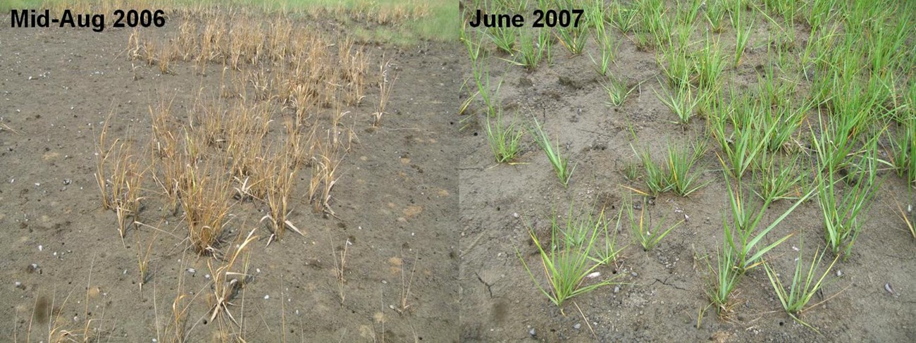 early senescene and regrowth