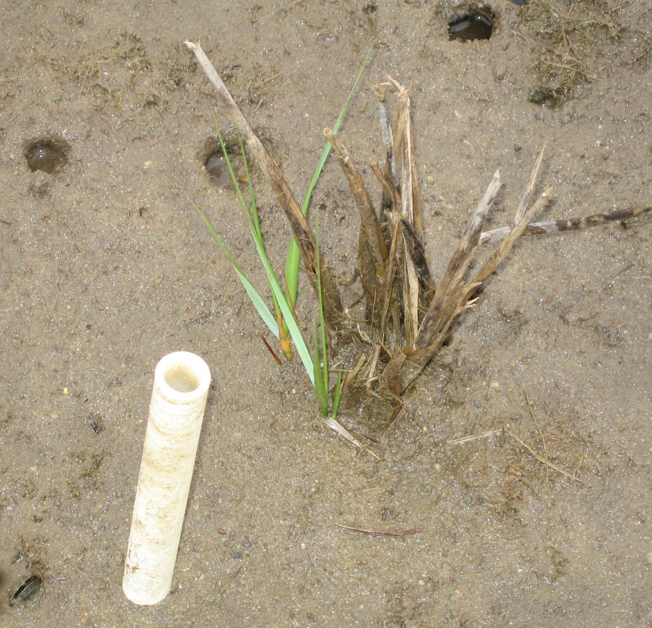 plant regrowth