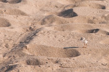 Piping plover chick