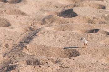 Piping plover chick Piping plover chick