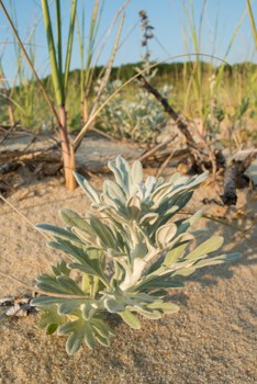 Eastern Hog-nosed Snake - Cape Cod National Seashore (U.S. National Park  Service)