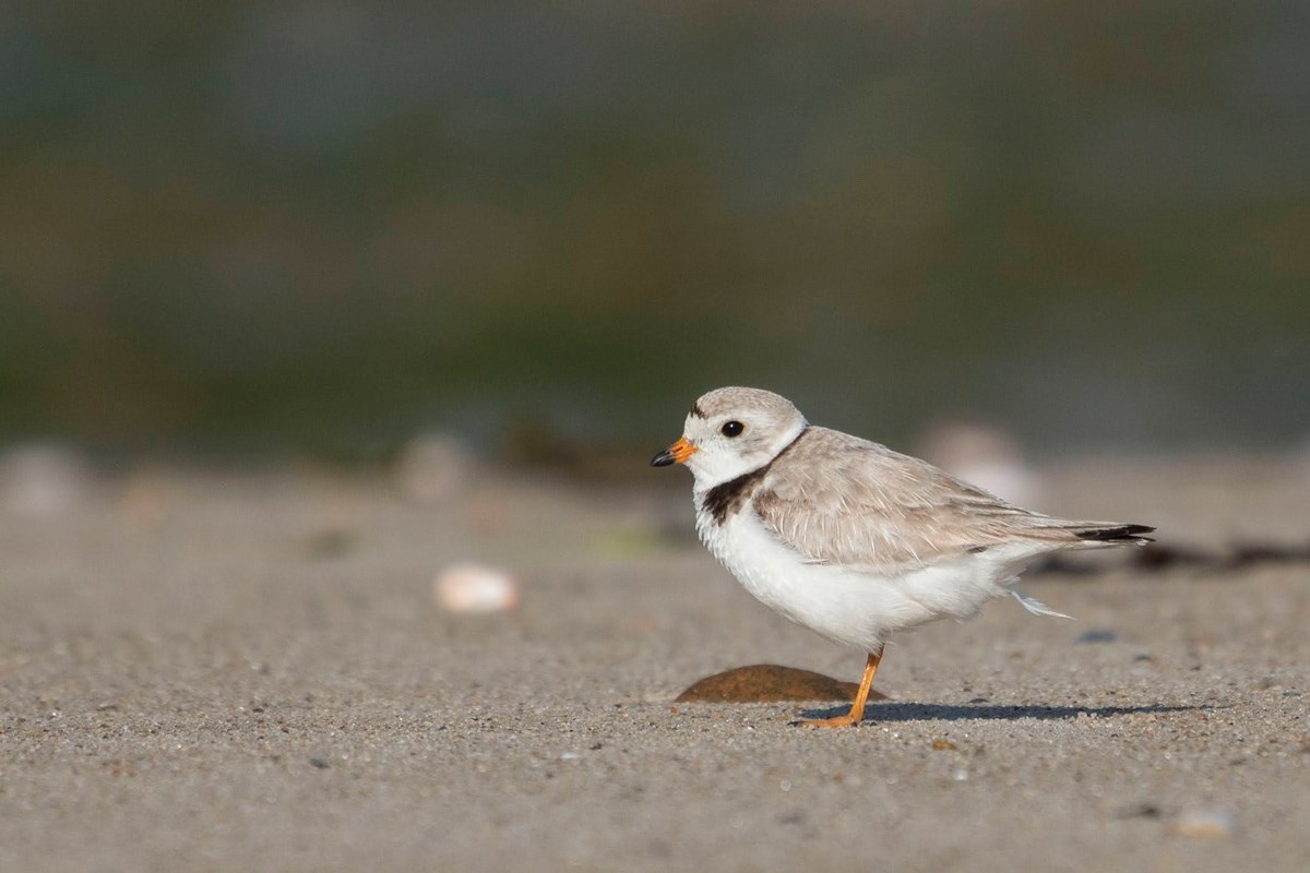A white and tan bird with a black line around its neck and across its forehead stands on a sandy beach.