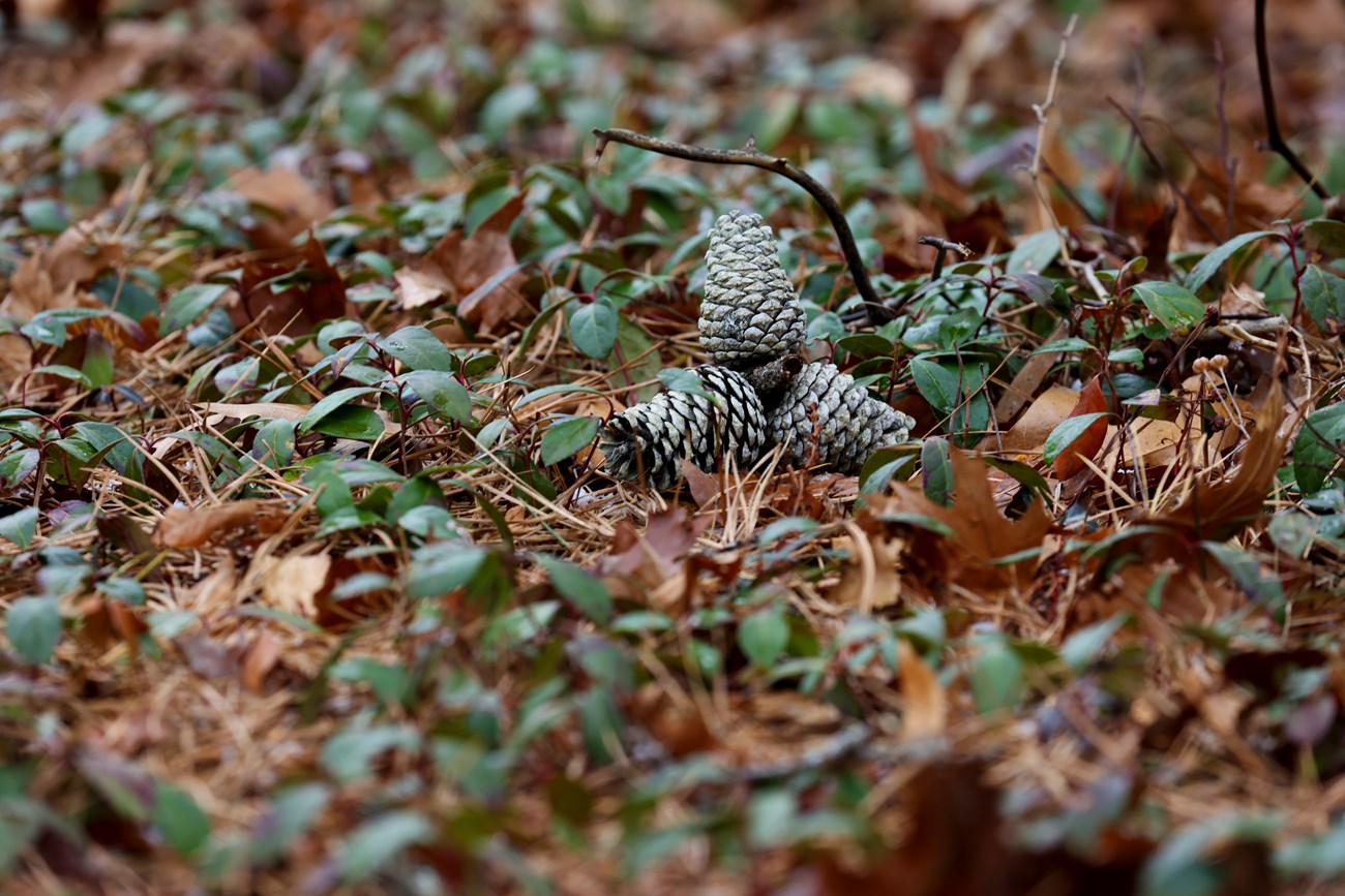 A group of three pinecones sits on the forest floor surrounded by small plants.
