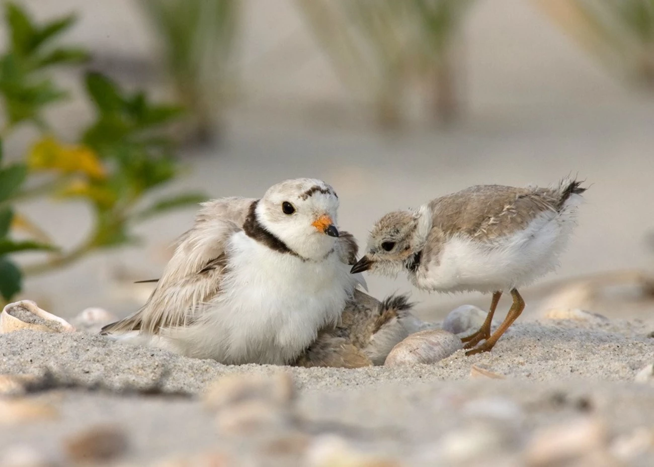 Piping Plovers An adult piping plover sits on a nest with a chick.