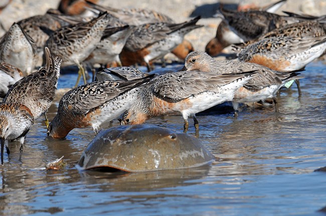 Red, black, and white birds stand on a sandy shore behind a brown horseshoe crab.