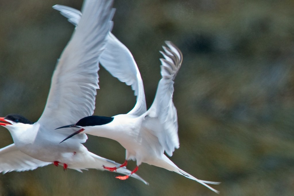 Two birds with black capped heads, white bodies, and orange legs fly past green plants.