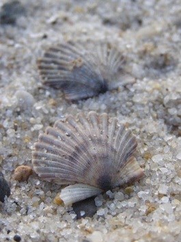 Scallops on a Cape Cod Beach