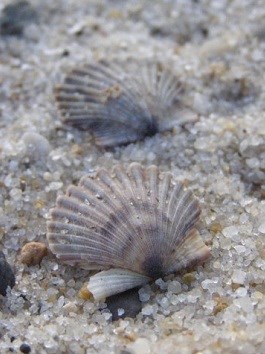 marine invertebrates cape cod national seashore u s national