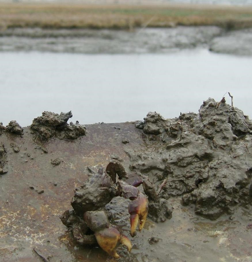 Sesarma crab in CT marsh