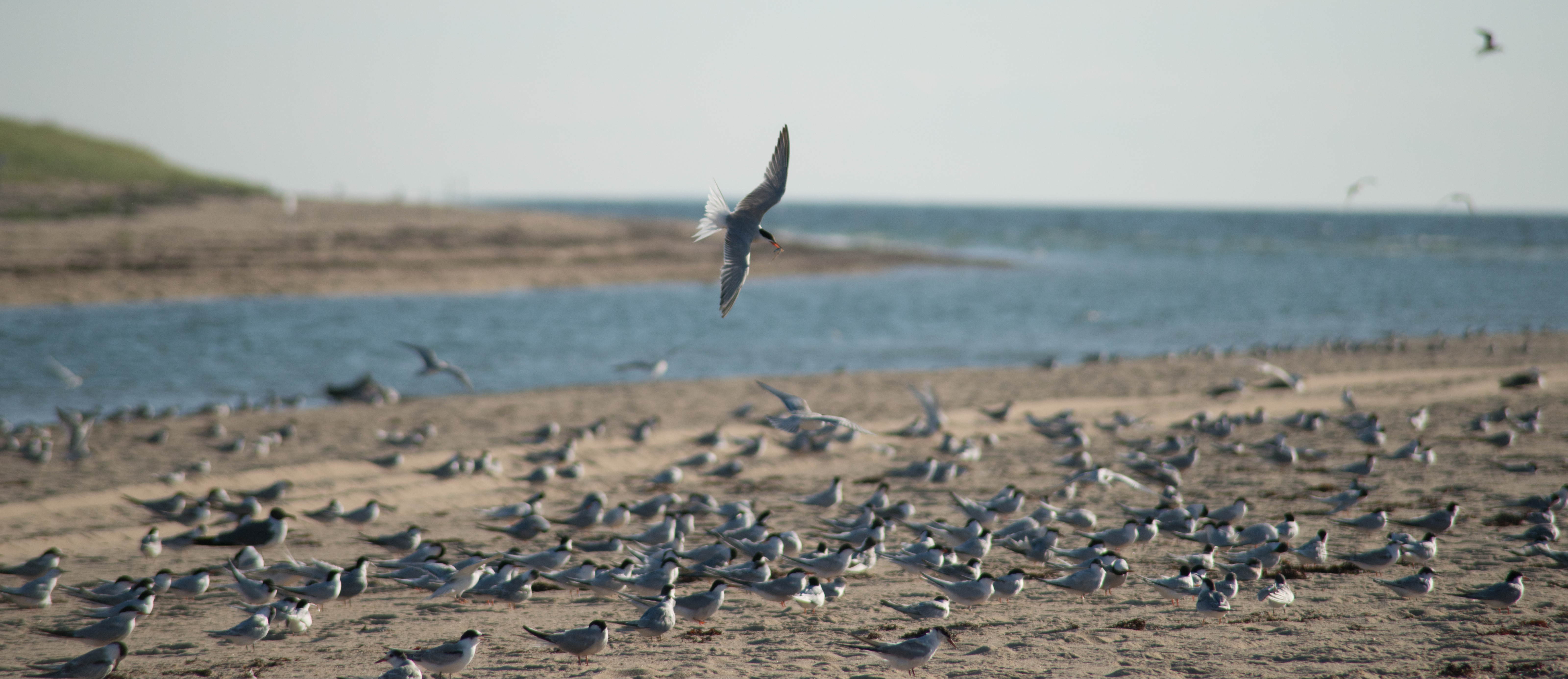 A CAPE And migrating your account.