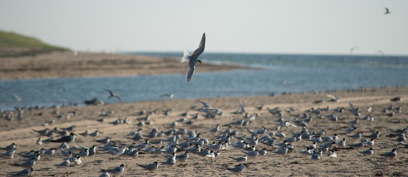 A body of water lies behind a sandy beach covered by shorebirds. One bird is flying in the foreground with something in its bill while other birds fly by in the background.