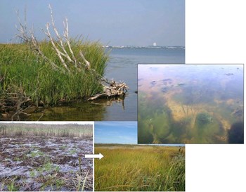 Spartina_&_macroalgae