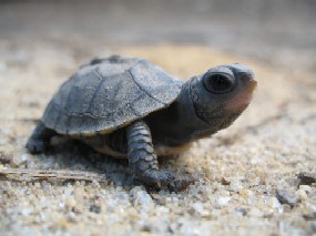 A box turtle hatchling