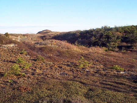 Wellfleet - heathland