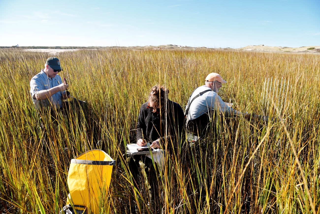 Three National Park Service employees work in a salt marsh grass field during low tide using tools to monitor changes to salt marsh elevation.
