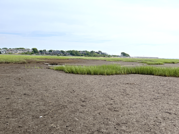 View of a saltmarsh on a clear day with homes and trees in the background. There are a few patches of vegetation but the ground is smooth and bare in most places.