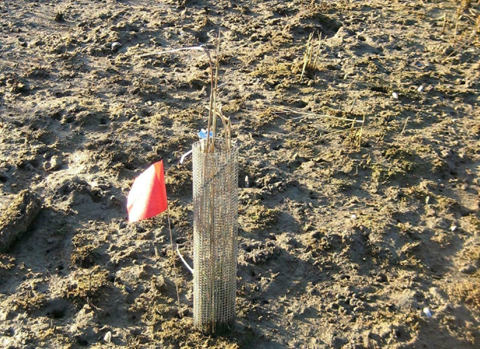 A cage around a plant marked by an orange flag. The caged plant is the only plant around; its surroundings are just mud and stubble.