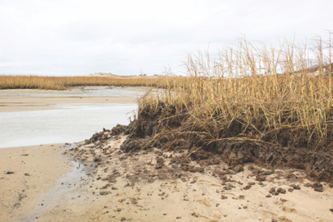 View of a marsh on a cloudy day with browned vegetation growing in peat that is crumbling into the water.