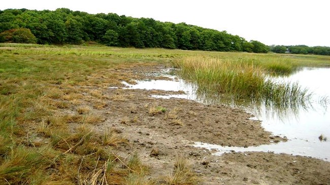 high marsh loss from seaward edge