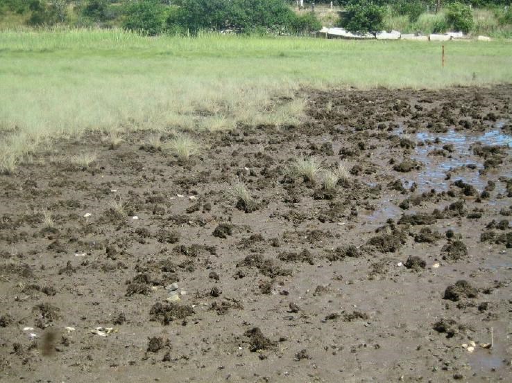 Denuded salt marsh surface with stubbled surface abuts healthy cordgrass at The Gut in Wellfleet.