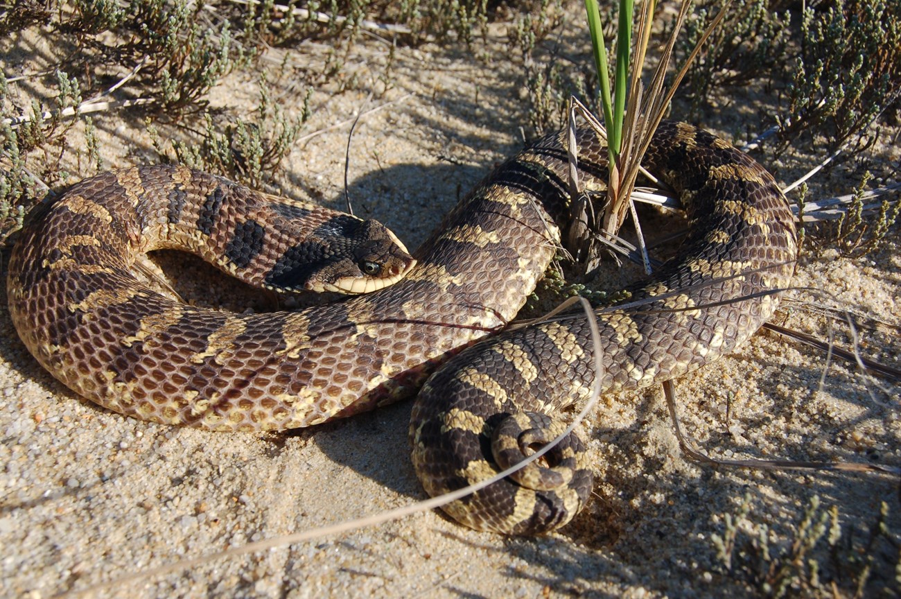 An Eastern hog-nosed snake mimics a cobra with hood flared.