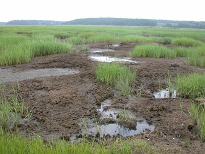 View of a saltmarsh with green vegetation and some lower areas that are filled in with water in bare patches.