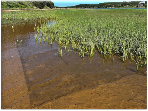 View of a marsh on a clear day that shows a mesh underwater on the ground that helathy plants nearby are spreading into.