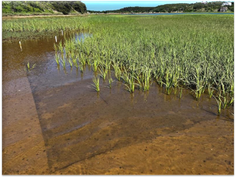 View of a marsh on a clear day that shows a mesh underwater on the ground that helathy plants nearby are spreading into.