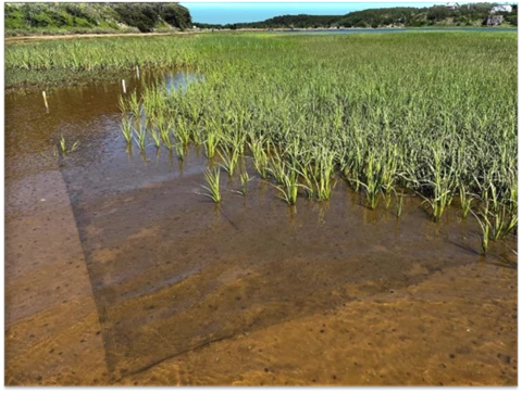 Crab-exclusion mesh View of a marsh on a clear day that shows a mesh underwater on the ground that helathy plants nearby are spreading into.