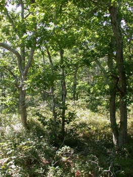 Oak Forest Oak Forest