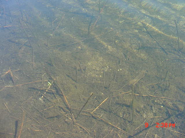 old_phrag_stems3_8-9-04