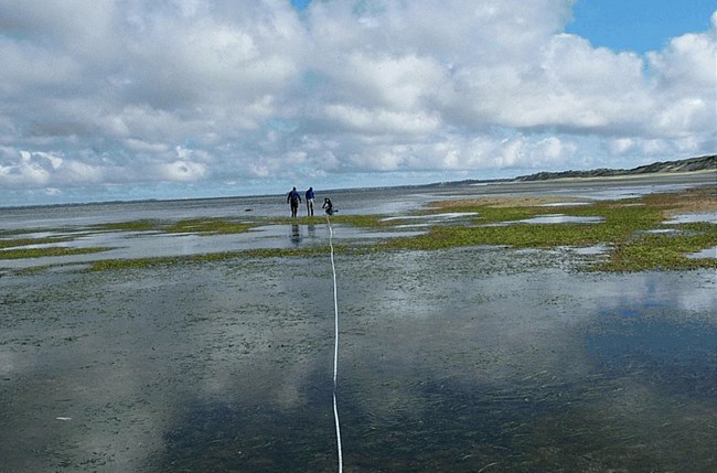 Seagrass monitoring Seagrass monitoring