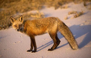 Mammals - Cape Cod National Seashore (U.S. National Park Service)