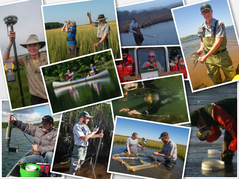 A collage of Cape Cod National Seashore science staff involved in a variety of research and monitoring activities.