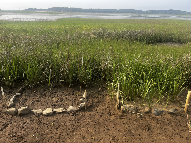 Two plots in a marsh surrounded by stone, with the left plot being bare of vegetation and the right plot having healthy plants.