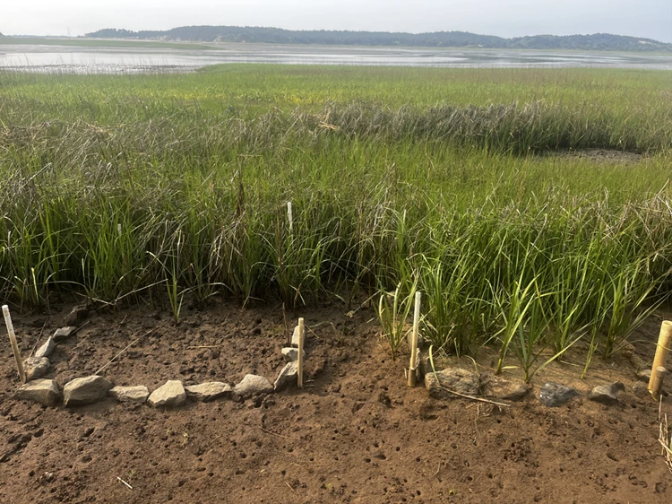 Sand-augmented plots Two plots in a marsh surrounded by stone, with the left plot being bare of vegetation and the right plot having healthy plants.