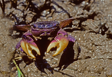 A purple marsh crab in the mud.