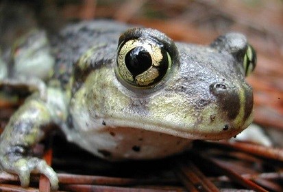 Spadefoot Toad